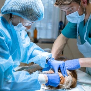 DM6100A（Basic) Veterinary Anesthesia System